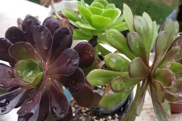 法师能无缝嫁接法师吗,可以无缝嫁接