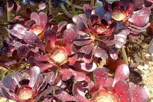 法师能无缝嫁接法师吗,可以无缝嫁接