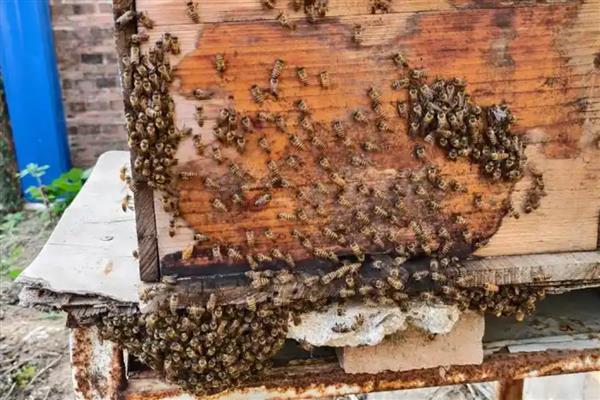 蜂箱通风口开什么位置最好，一般开在箱体上侧