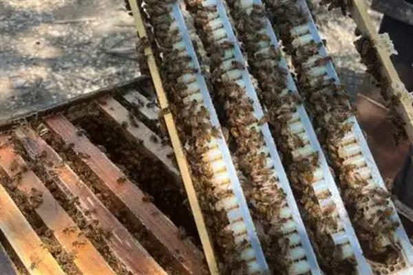 蜂箱通风口开什么位置最好，一般开在箱体上侧