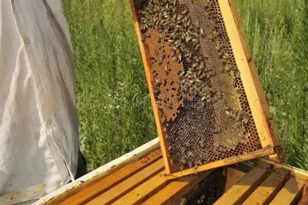 蜂箱通风口开什么位置最好，一般开在箱体上侧