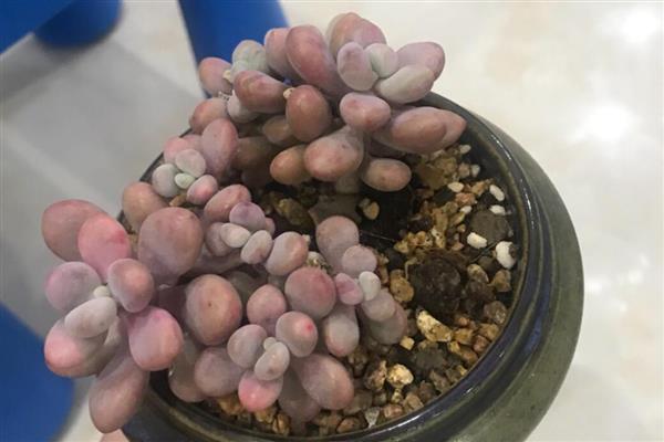 桃蛋的叶子干瘪发软的原因，可能是暴晒造成的