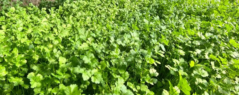 香菜又叫什么，又叫胡荽、香荽、芫荽、胡菜