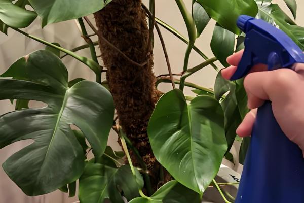 龟背竹的养殖方法，春秋两季3-4天浇一次水