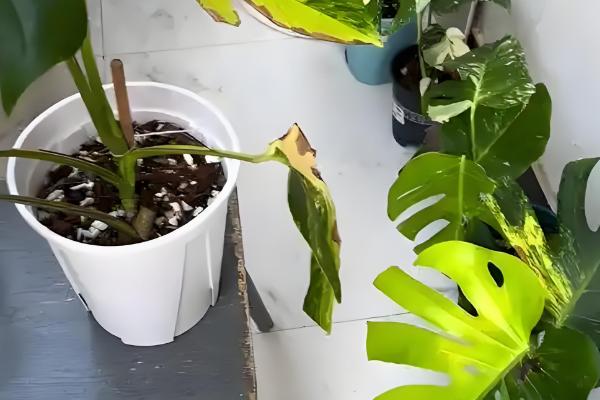 龟背竹的养殖方法，春秋两季3-4天浇一次水