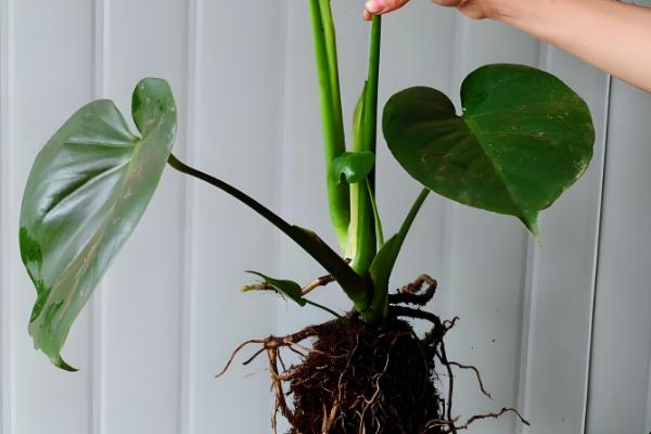 龟背竹的养殖方法，春秋两季3-4天浇一次水