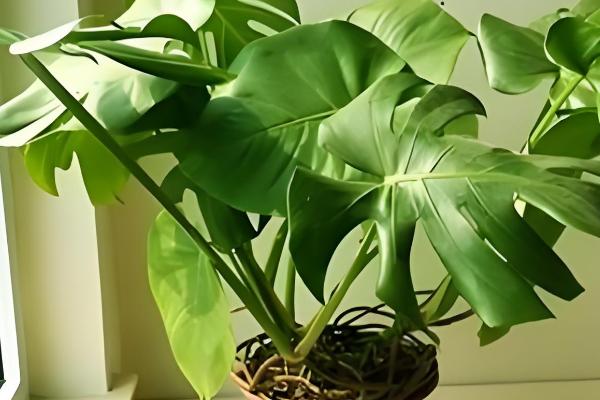 龟背竹的养殖方法，春秋两季3-4天浇一次水