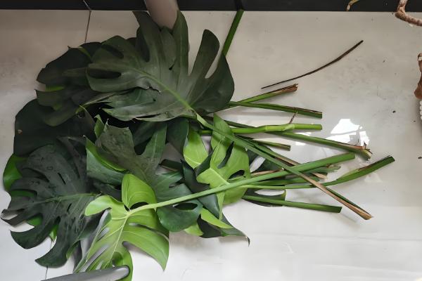 龟背竹的养殖方法，春秋两季3-4天浇一次水