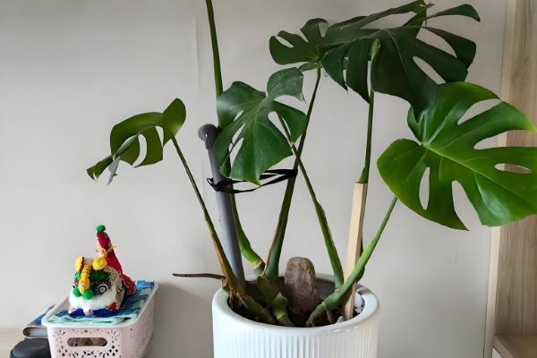 龟背竹的养殖方法，春秋两季3-4天浇一次水