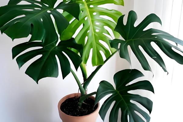 龟背竹的养殖方法，春秋两季3-4天浇一次水