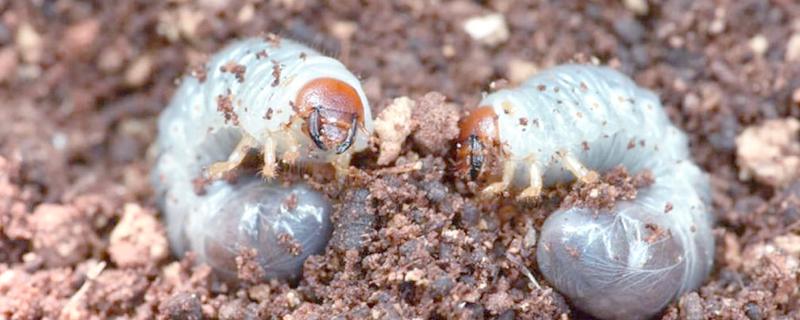 蛴螬的危害，它咬断幼苗根、茎