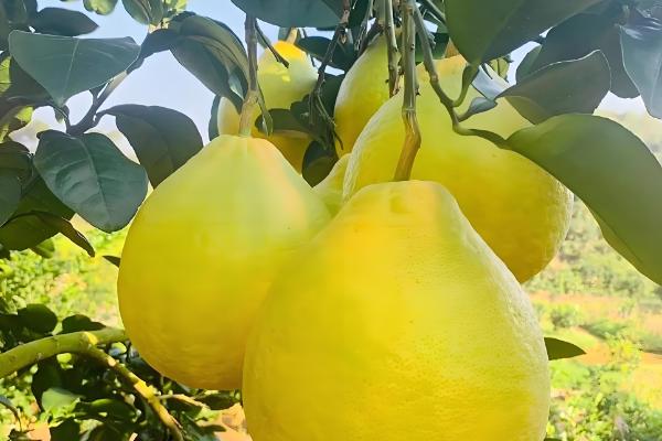 柚子属于哪个季节的水果,一般在秋季成熟