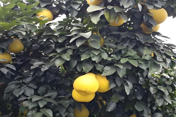 柚子属于哪个季节的水果,一般在秋季成熟