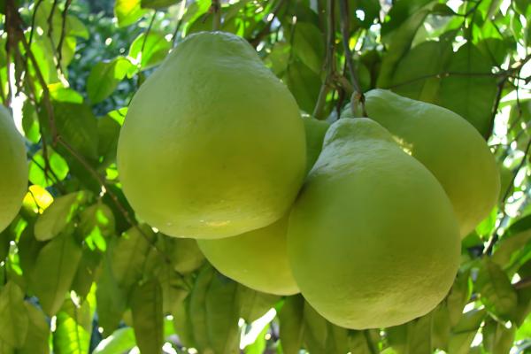 柚子属于哪个季节的水果,一般在秋季成熟