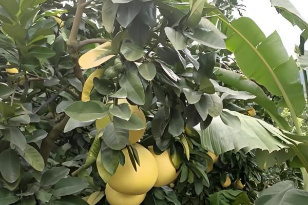 柚子属于哪个季节的水果,一般在秋季成熟