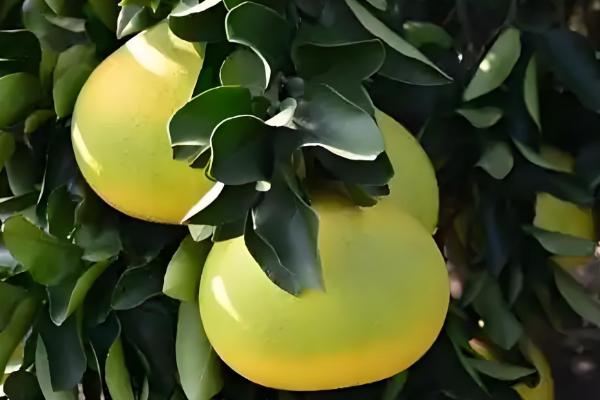 柚子属于哪个季节的水果,一般在秋季成熟