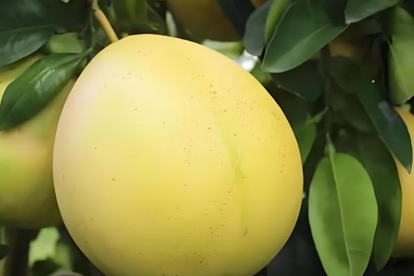 柚子属于哪个季节的水果,一般在秋季成熟
