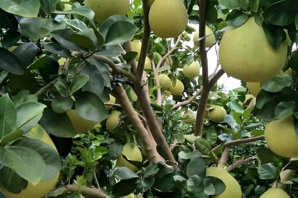 柚子属于哪个季节的水果,一般在秋季成熟