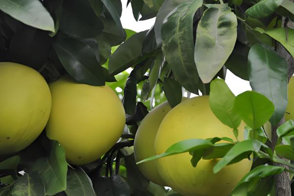 柚子属于哪个季节的水果,一般在秋季成熟