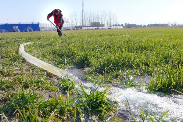 冬季小麦浇灌冻水的好处，可加速作物秸秆腐烂