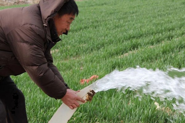 冬季小麦浇灌冻水的好处，可加速作物秸秆腐烂
