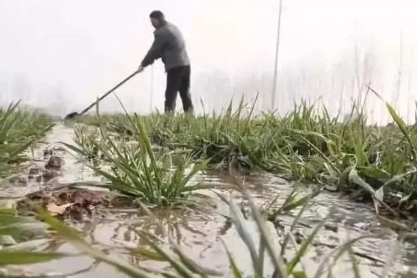 冬季小麦浇灌冻水的好处，可加速作物秸秆腐烂