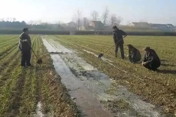 冬季小麦浇灌冻水的好处，可加速作物秸秆腐烂