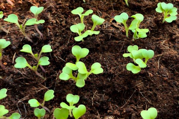 西兰花的种植技术，基质配制很关键
