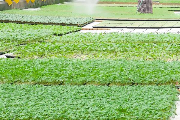 西兰花的种植技术，基质配制很关键