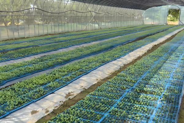 西兰花的种植技术，基质配制很关键