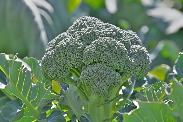 西兰花的种植技术，基质配制很关键