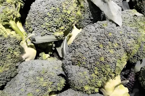 西兰花的种植技术，基质配制很关键