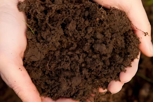 西兰花的种植技术，基质配制很关键