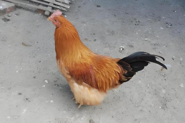 火鸡和普通鸡有什么区别，品种、口感、外观都不同