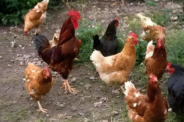 火鸡和普通鸡有什么区别，品种、口感、外观都不同