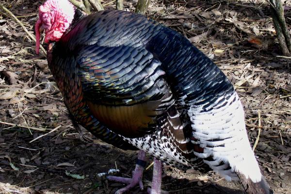 火鸡和普通鸡有什么区别，品种、口感、外观都不同