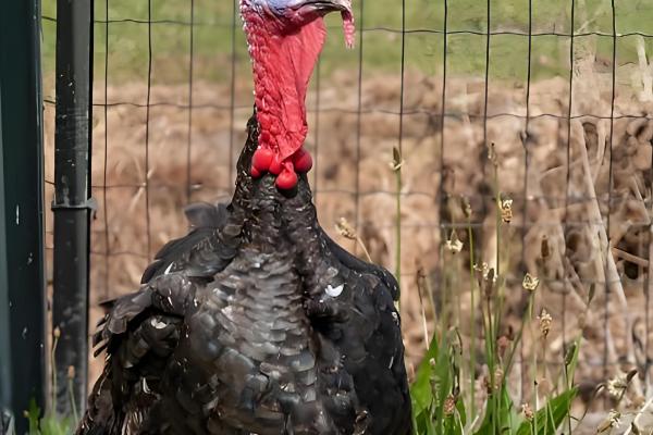 火鸡和普通鸡有什么区别，品种、口感、外观都不同