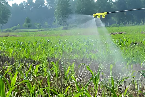 玉米出苗后如何防治地下害虫，以下三种方式均可选择