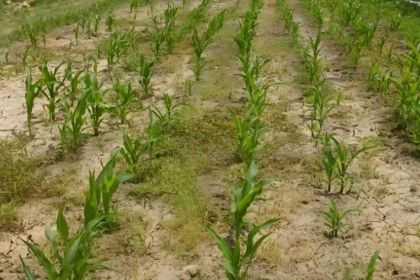 玉米出苗后如何防治地下害虫，以下三种方式均可选择