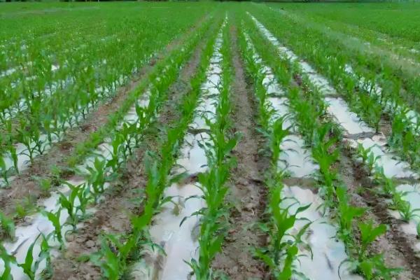 玉米出苗后如何防治地下害虫，以下三种方式均可选择