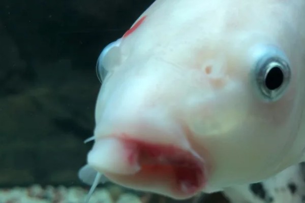 养鱼嘴巴烂了如何解决，换水加盐可以消毒