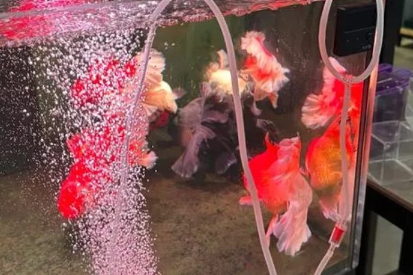 养鱼嘴巴烂了如何解决，换水加盐可以消毒