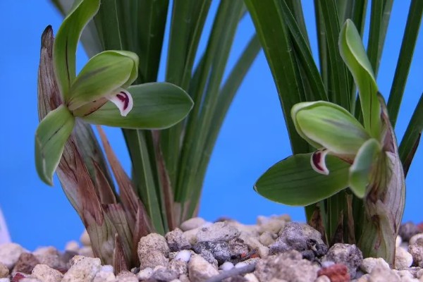 春兰有什么花语，代表淡泊高雅、青春活力等含义