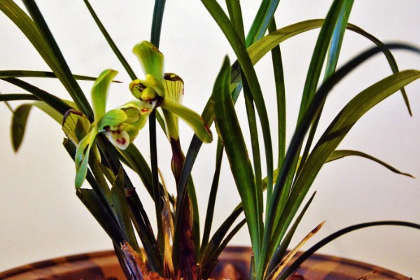 春兰有什么花语，代表淡泊高雅、青春活力等含义