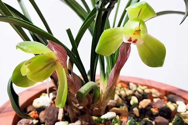 春兰有什么花语，代表淡泊高雅、青春活力等含义