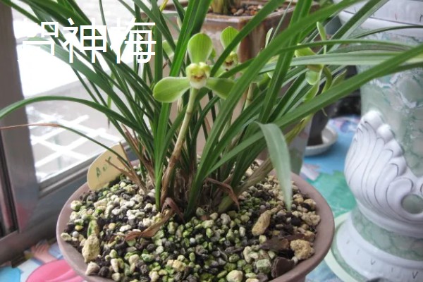 春兰有什么花语，代表淡泊高雅、青春活力等含义