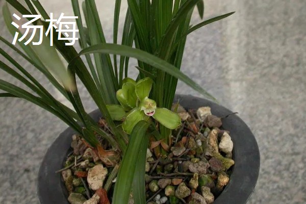 春兰有什么花语，代表淡泊高雅、青春活力等含义