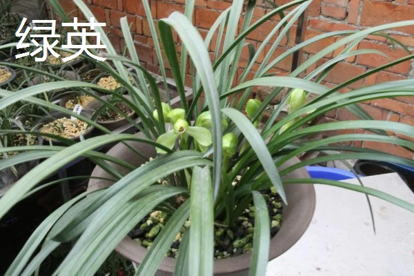 春兰有什么花语，代表淡泊高雅、青春活力等含义