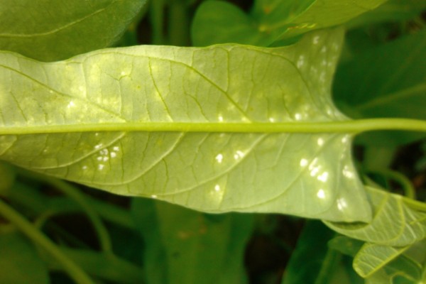 无土栽培空心菜的方法,在浮水材料上面钻孔种植