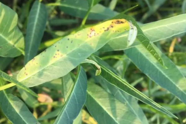 无土栽培空心菜的方法,在浮水材料上面钻孔种植